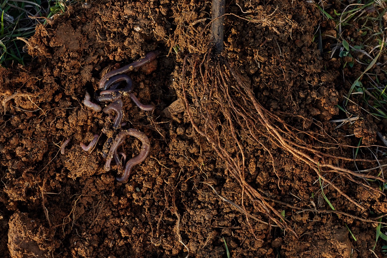 biodiversité