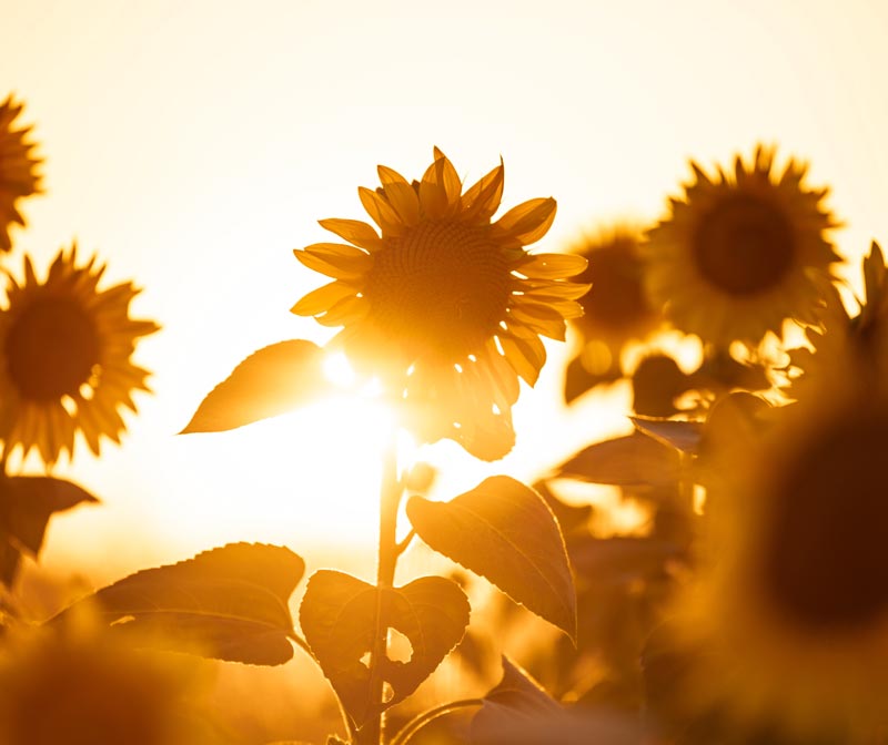 tournesol champ culture agriculture régénératrice