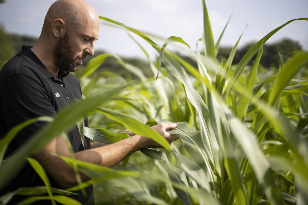 Agriculture régénératrice Félix Noblia agriculteur champ de maïs