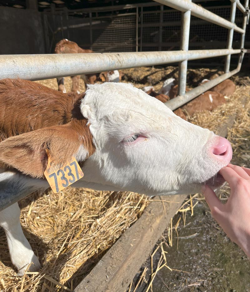 veau élevage bovin agriculture régénératrice