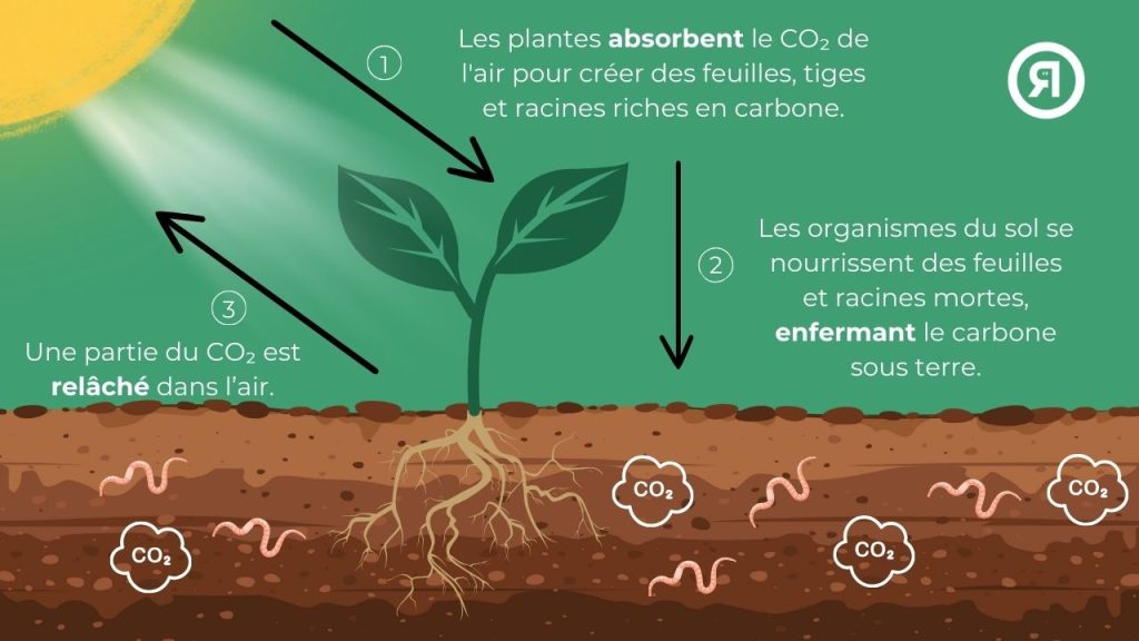 stockage du carbone dans le sol