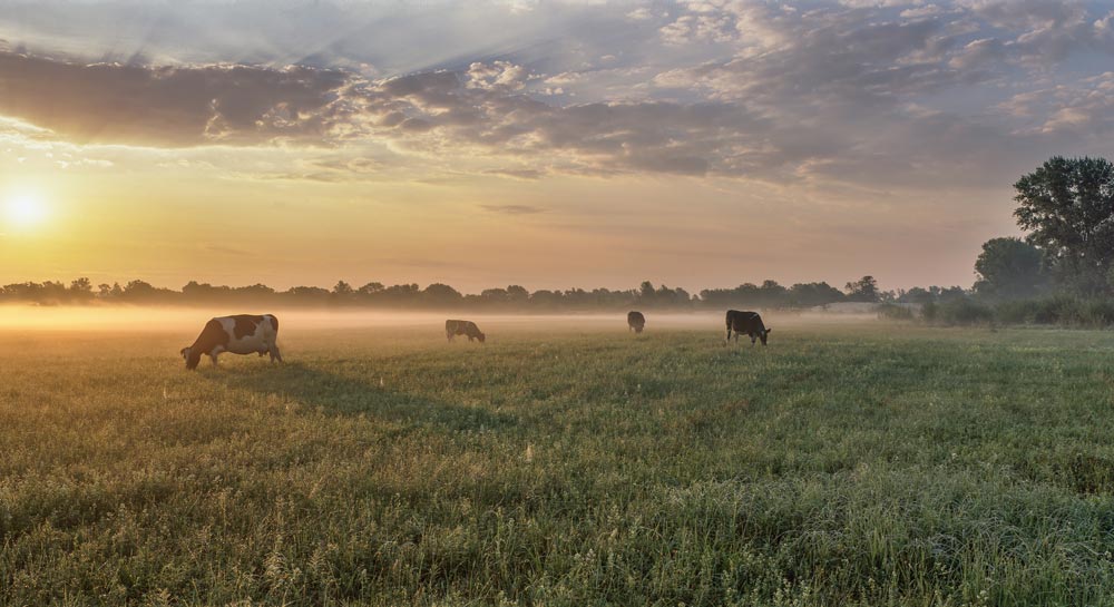 Elevage pâturage agriculture régénératrice