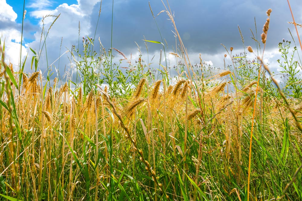 champ de blé agriculture régénératrice