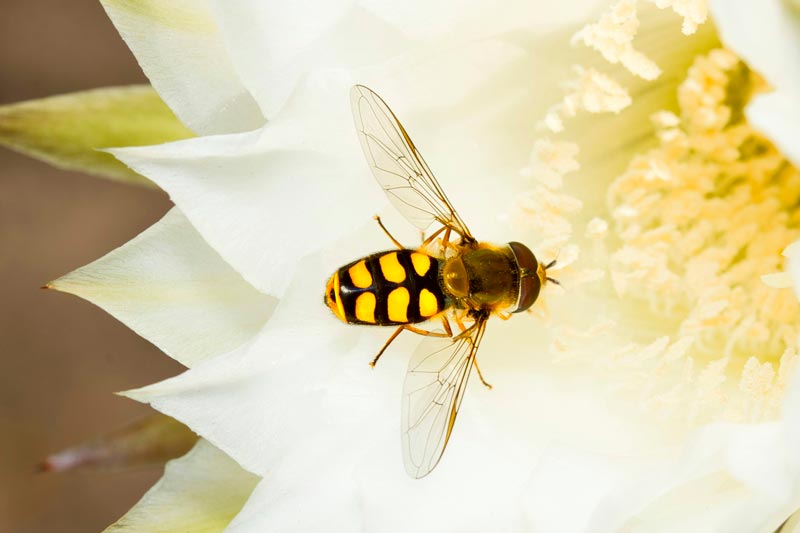 abeille biodiversité insectes agriculture régénératrice