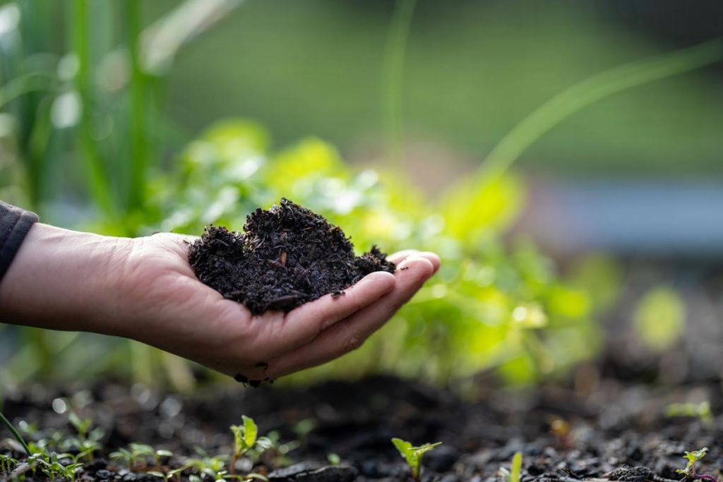 Terre dans la main santé des sols