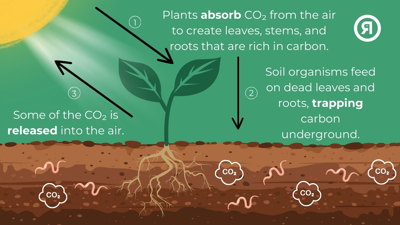 Offsetting - carbon sequestration in soil - regenerative agriculture