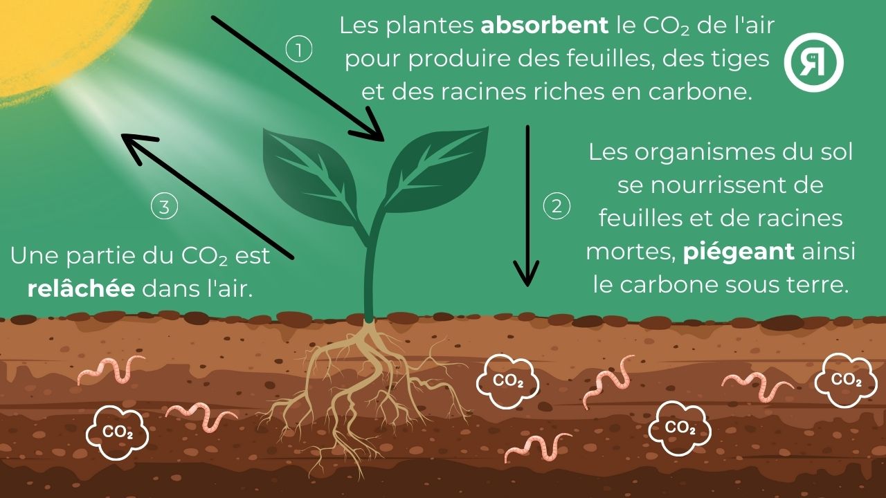 Photosynthèse - séquestration du carbone dans le sol - agriculture régénératrice