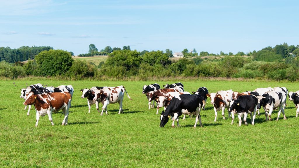 vaches laitières