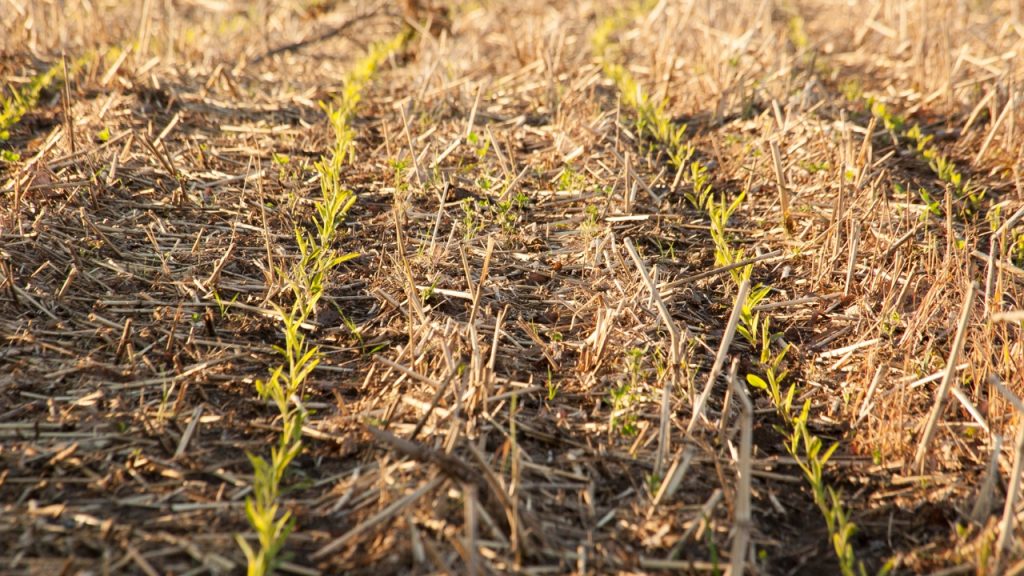 strip till