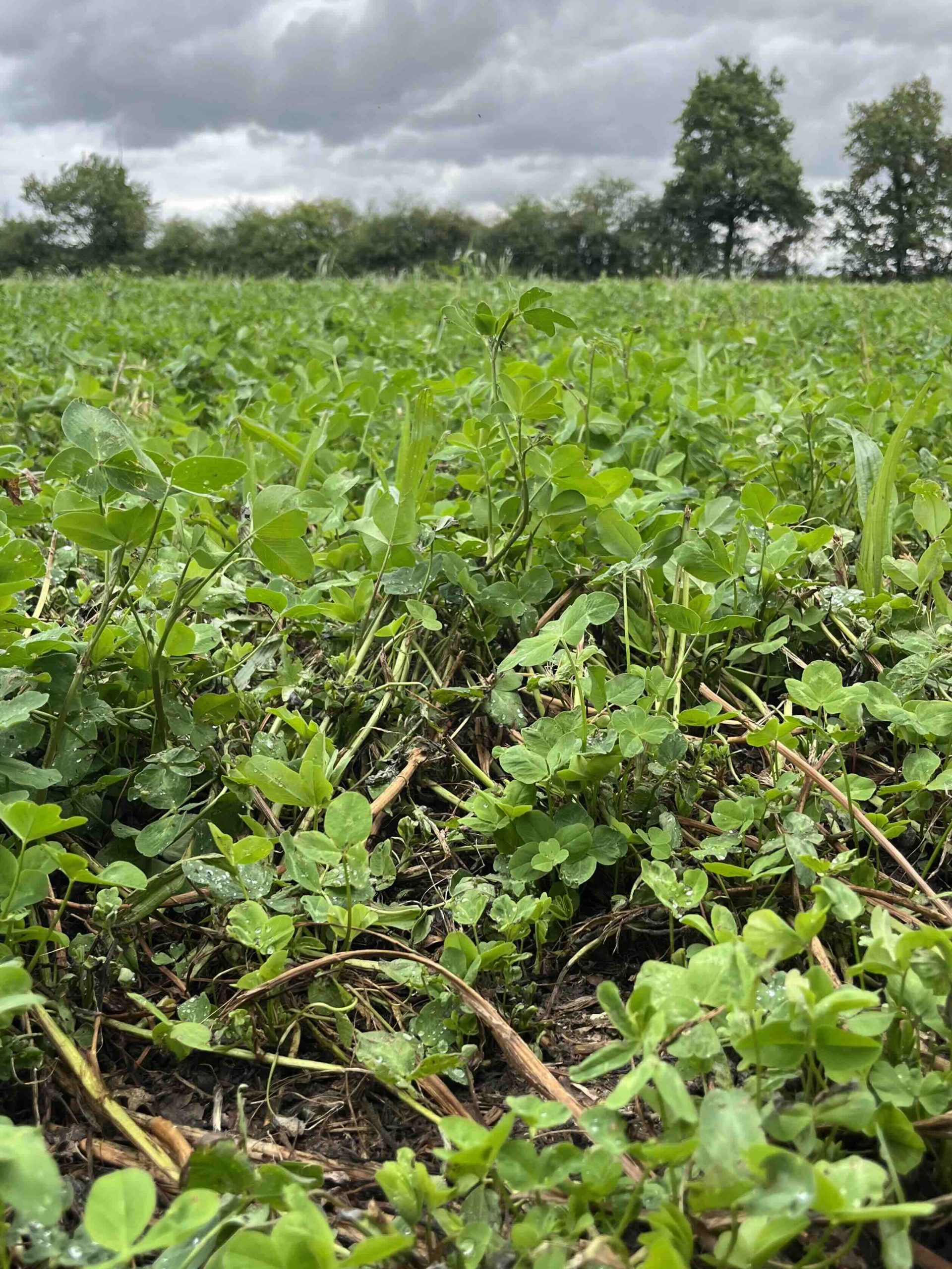 Couverts végétaux dans une parcelle agricole