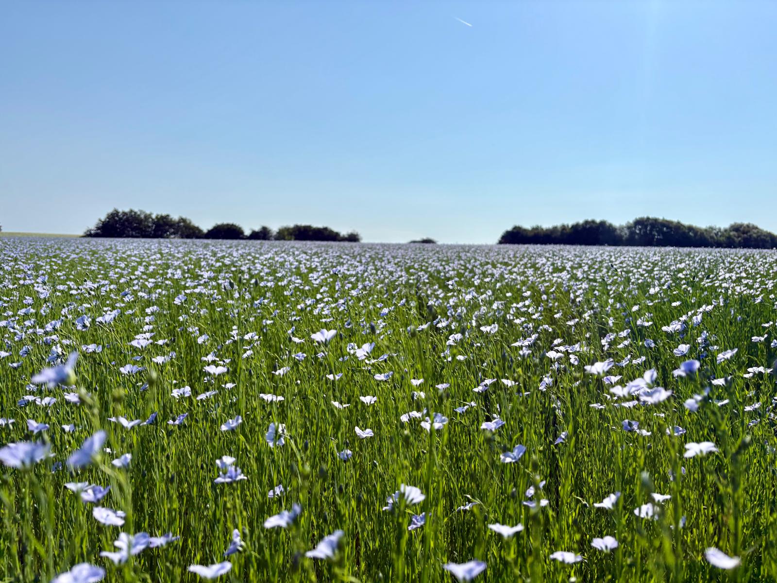 Végétation et biodiversité dans une parcelle agricole