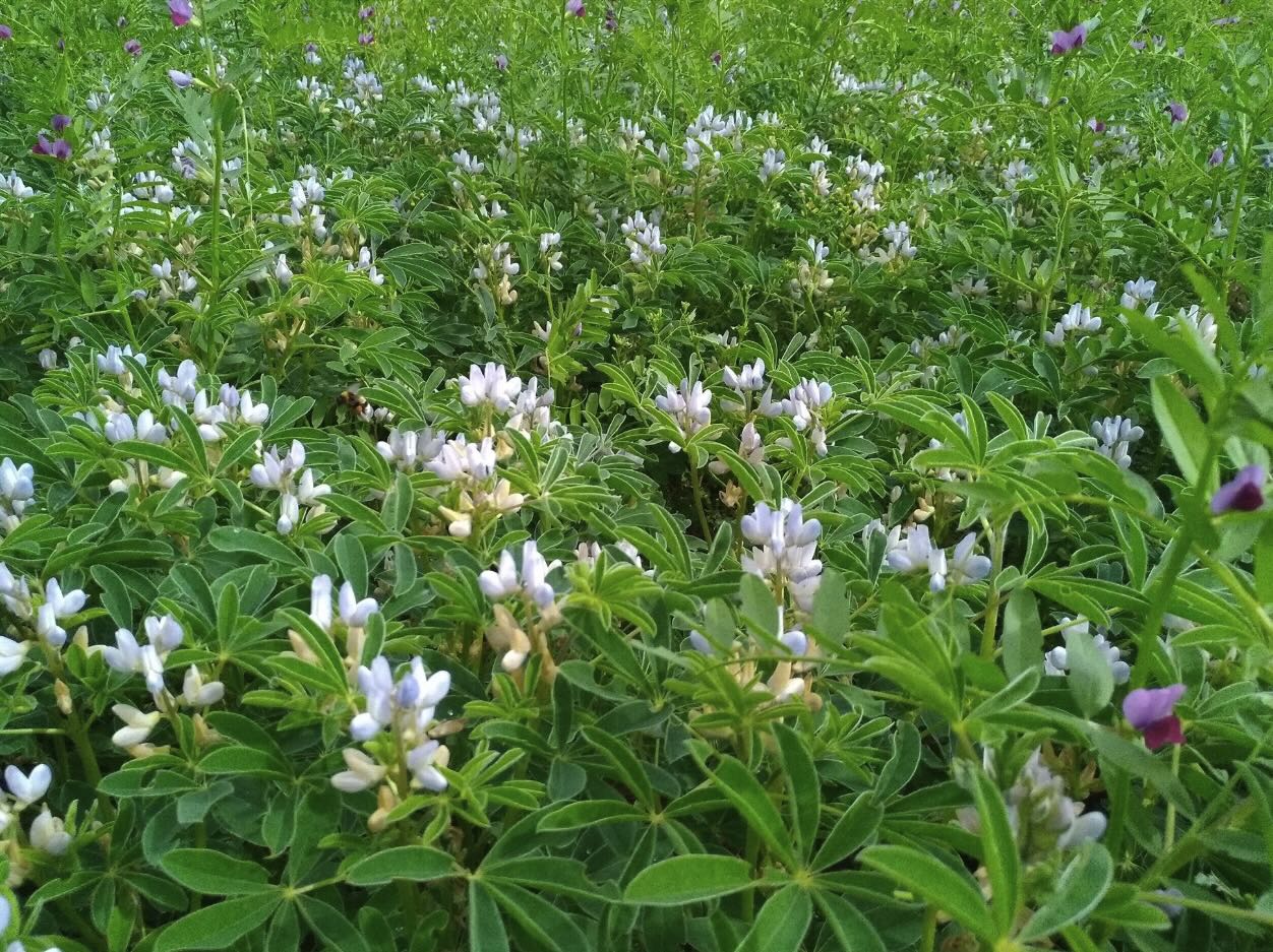 Couverts végétaux fleuris dans un champ