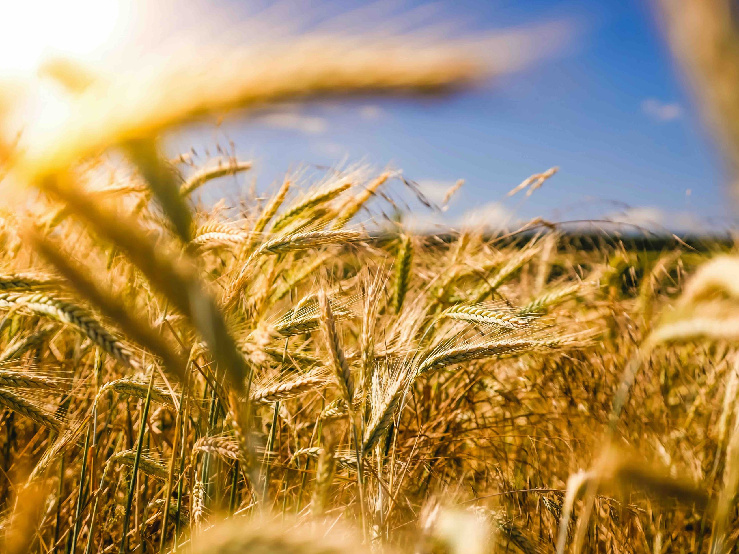Gros plan d'épis de blé dans une parcelle agricole